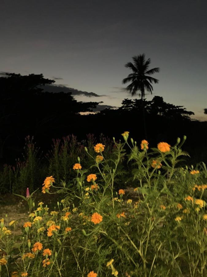 Green Queendom Farm And Lodging Oracabessa Kültér fotó